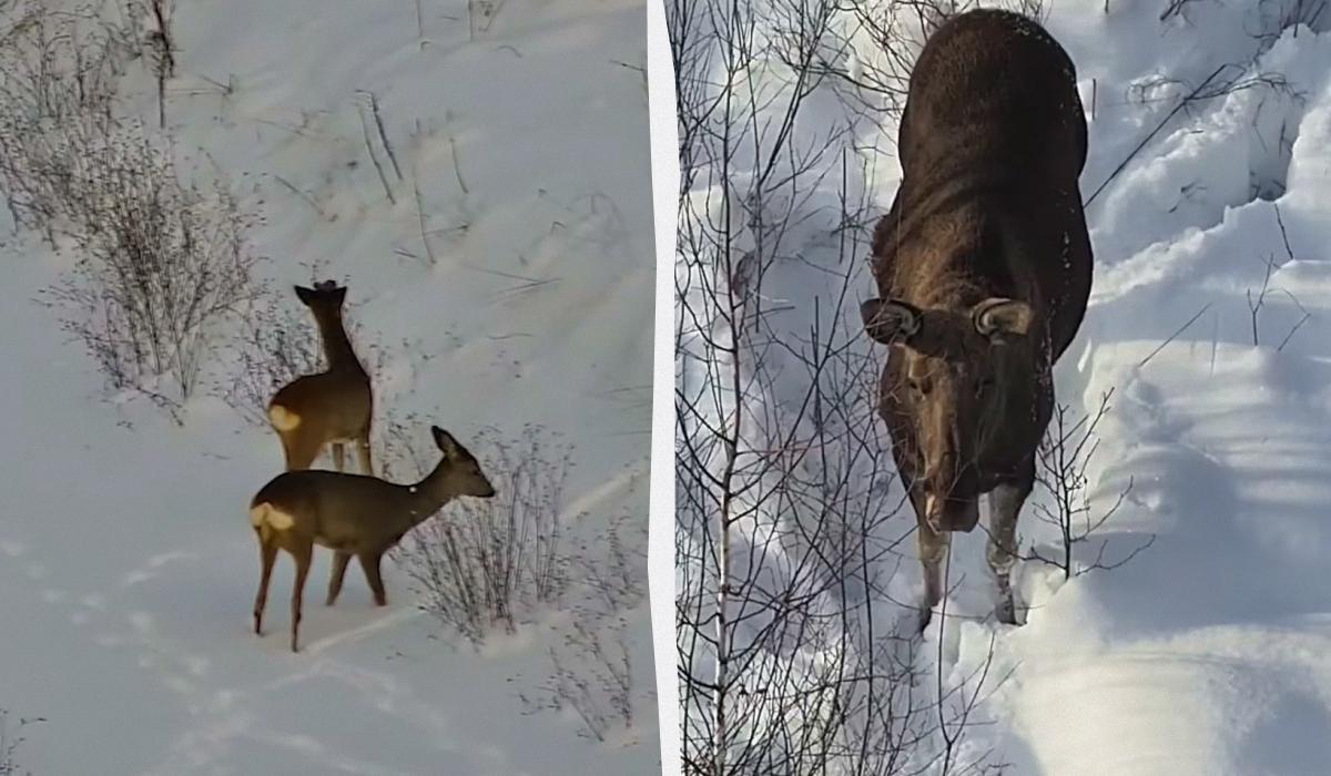 Бродят по лесам 'без паспортов': пограничники показали, каких 'гостей' зафиксировали в снегу