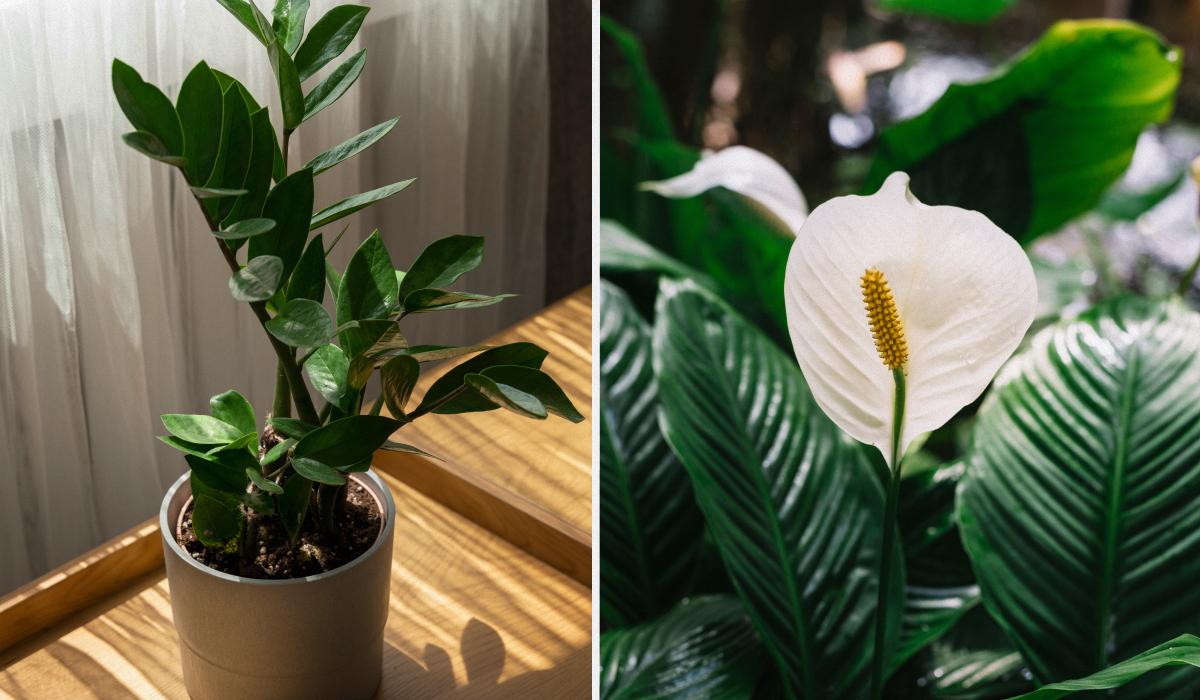 Какие комнатные растения завести новичку