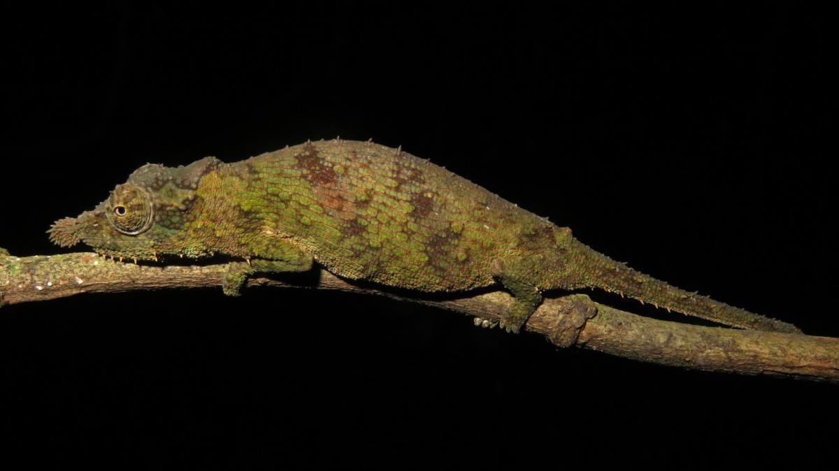 Разгоняется быстрее спортивного автомобиля: у удивительной рептилии есть мегоскоростной язык