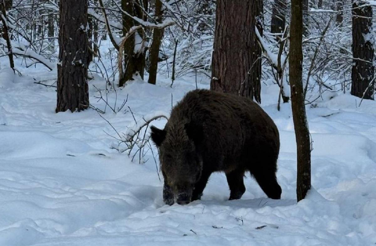 Сотрудники Чернобыльского заповедника рассказали пять интересных фактов о диких кабанах