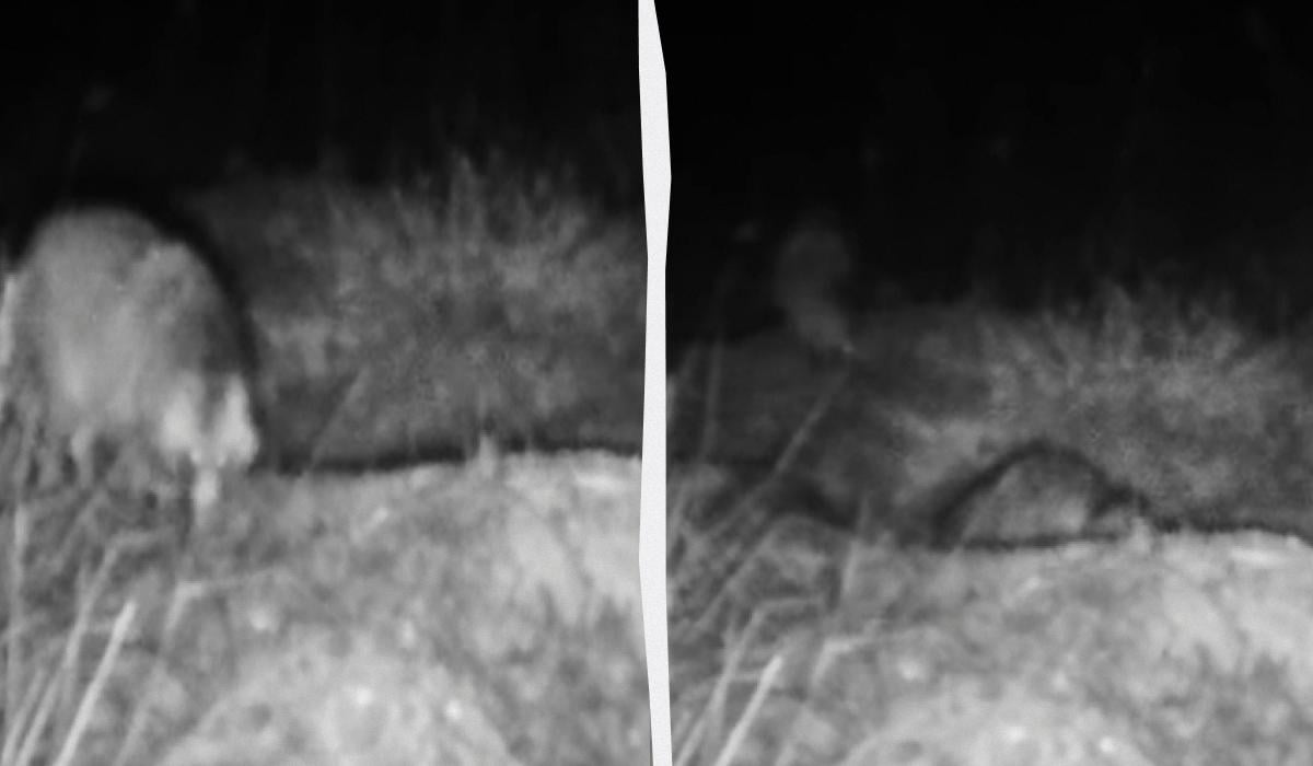 Умеет притворяться мертвой: в Одесской области 'поймали' любопытное животное (видео)