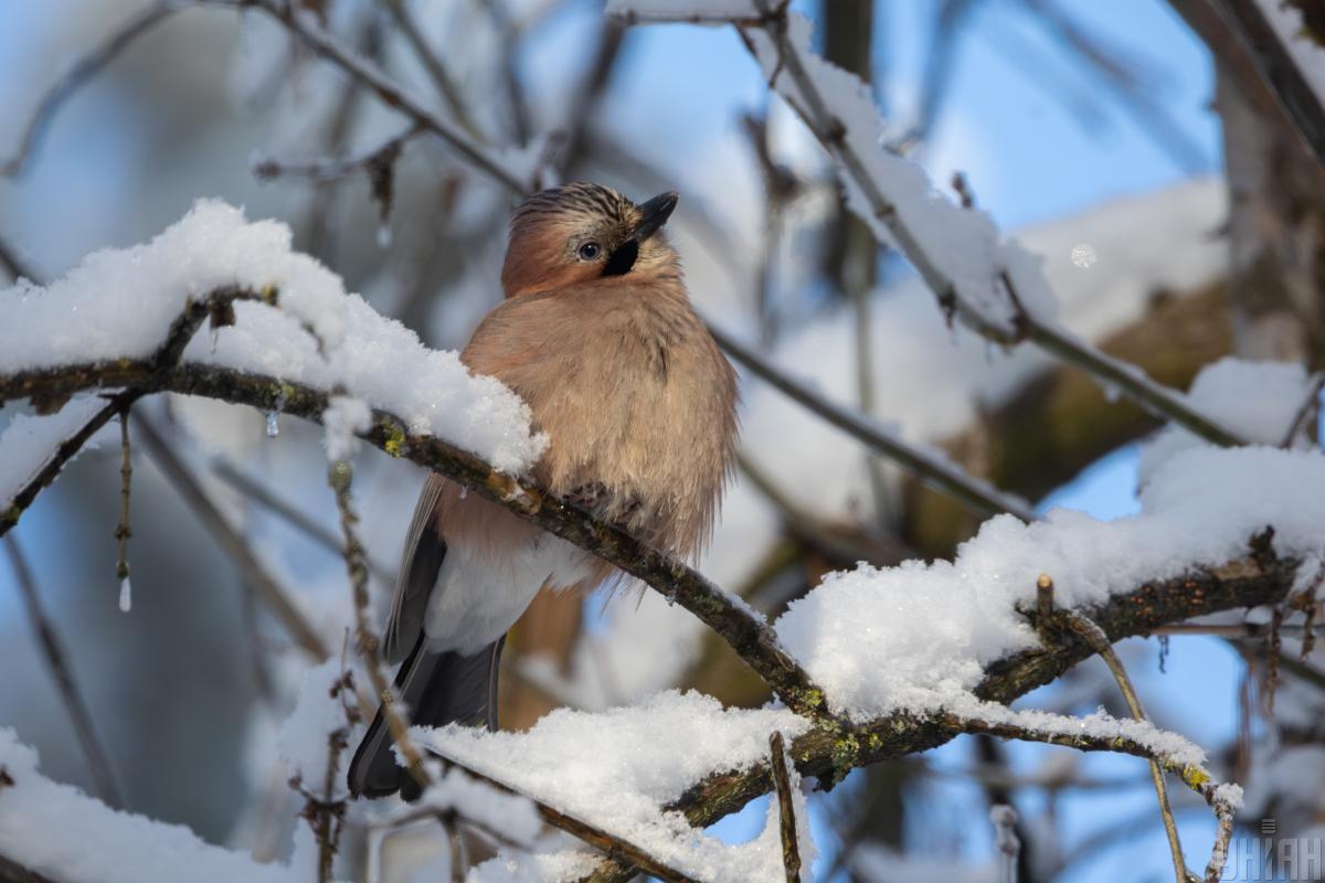 20 января температура в Киеве поднимется до -8°