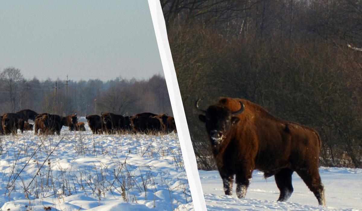 На Львівщині помітили стадо червонокнижних зубрів із понад 100 особин (фото, відео)