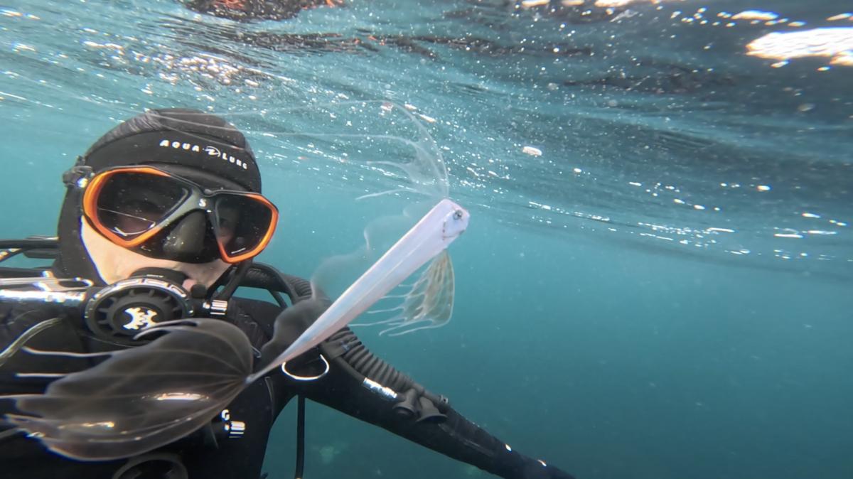 Дайвер натрапив на рідкісну глибоководну рибу всього в п'яти метрах від поверхні моря (фото)