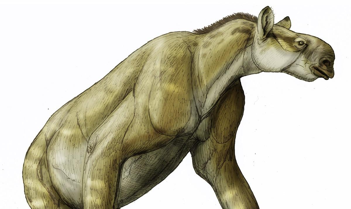Голова лошади и когти как у ленивца: биолог рассказал о странном животном миоцена