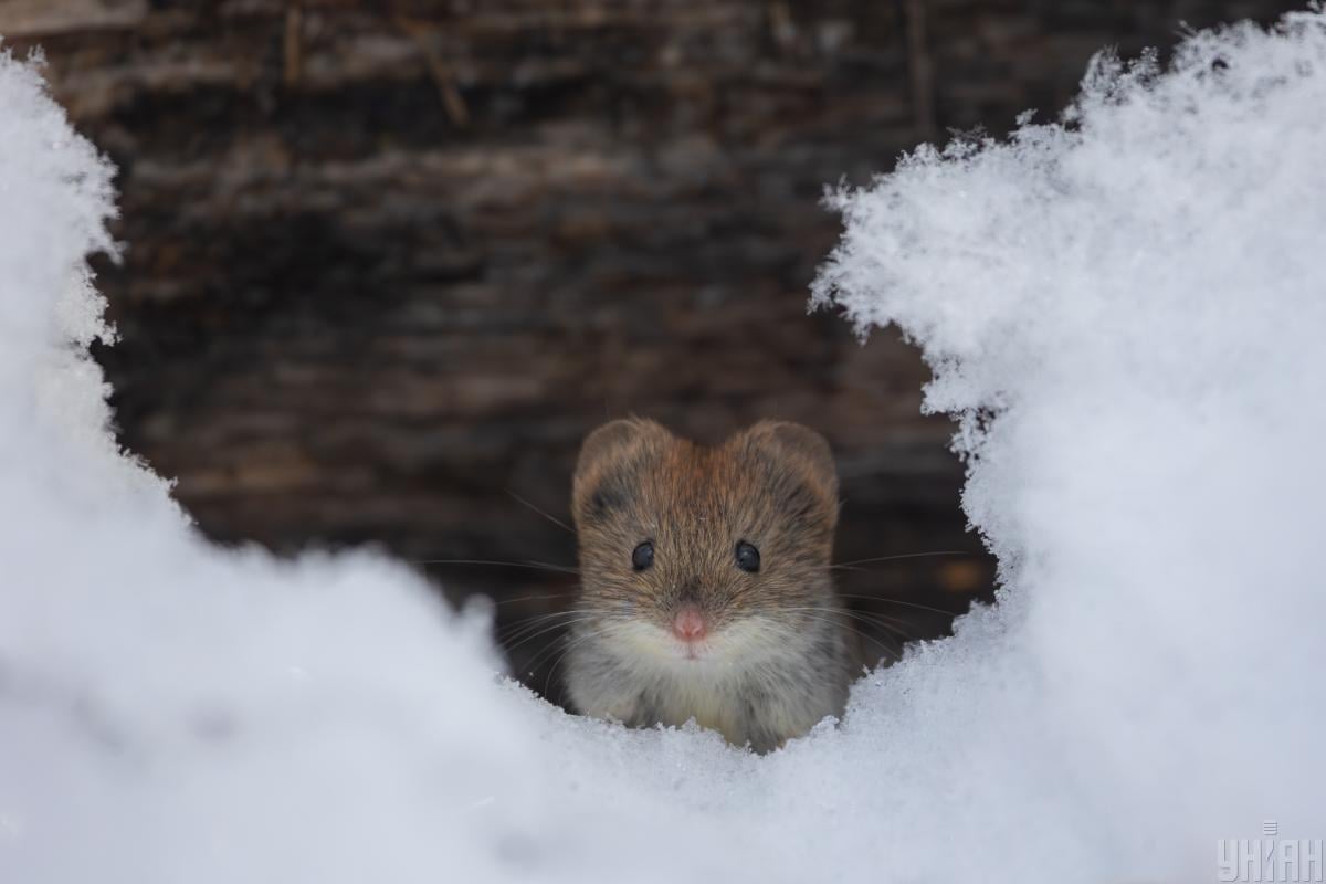В Киев идет долгожданное потепление (график)