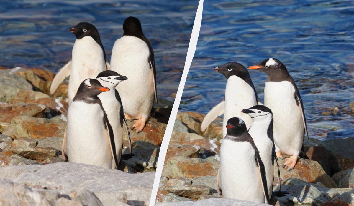 Имеют особые приметы и иногда ссорятся: полярники показали фото компании пингвинов
