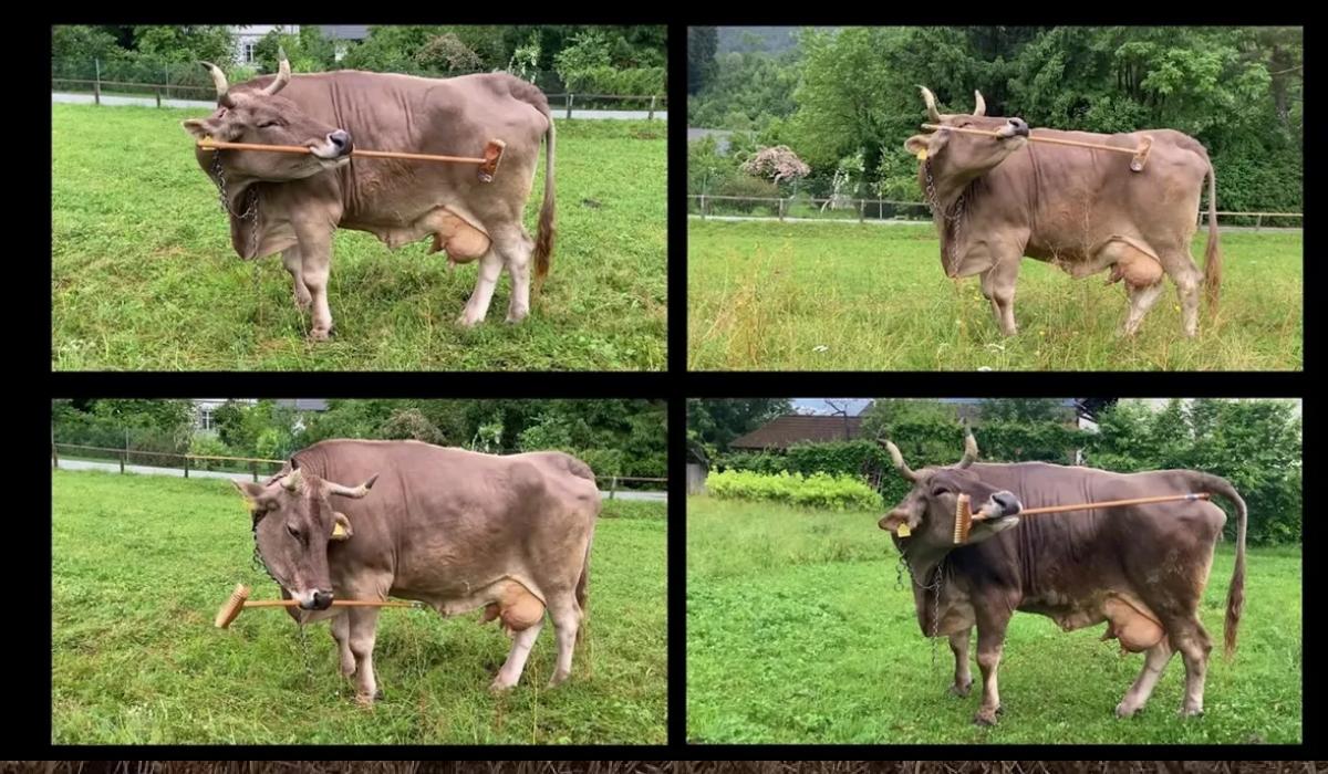 В Австрии живет слишком умная корова, которая может пользоваться инструментами