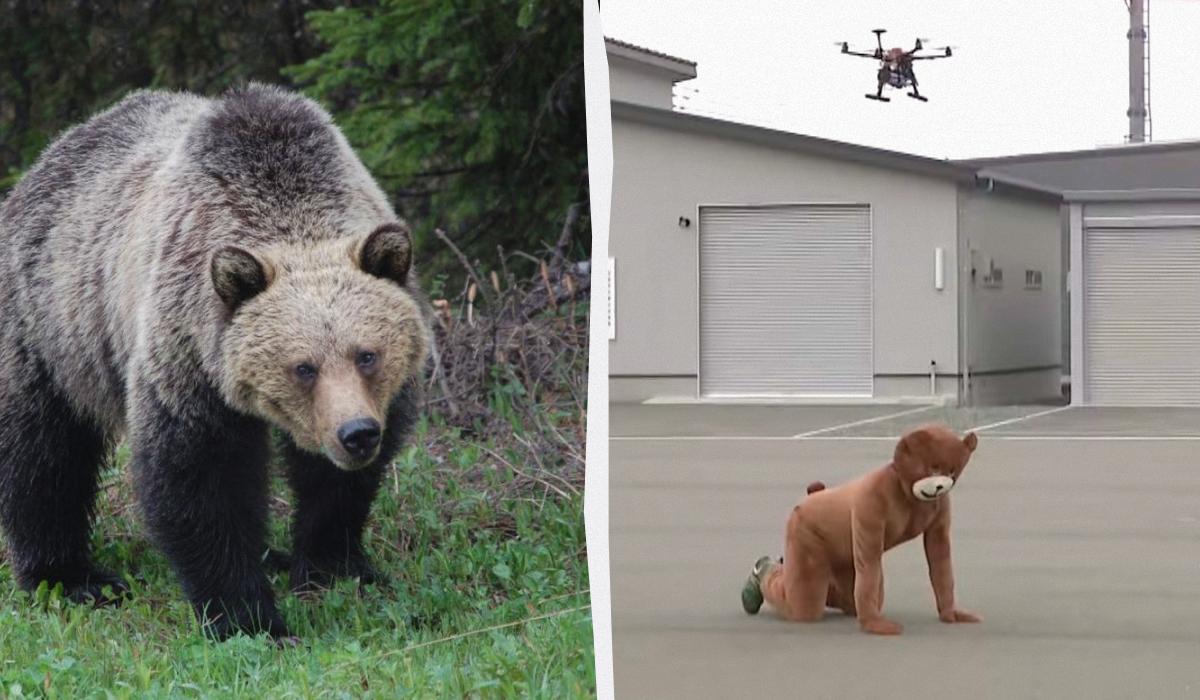 В Японії загострилась 'війна' з ведмедями: у хід пішли дрони (відео)