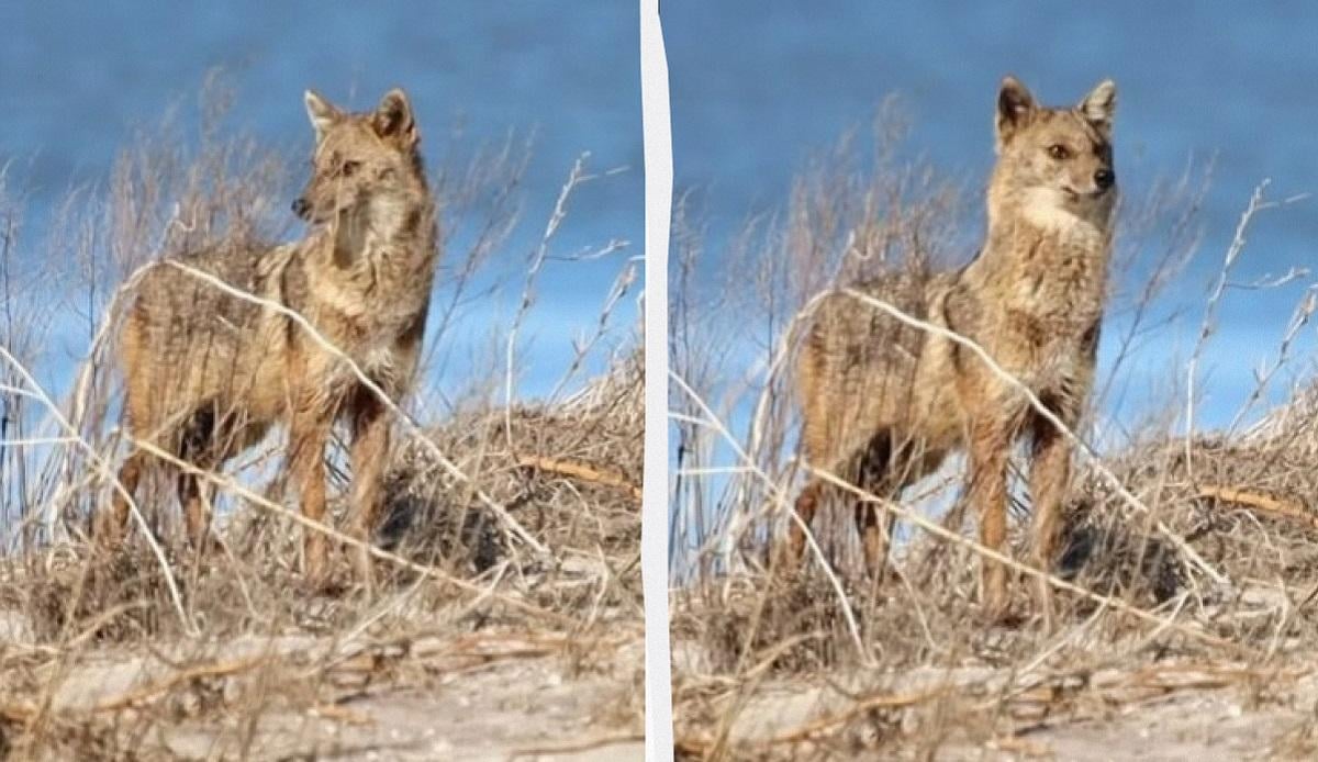 В Одесской области фотоловушка 'поймала' очень осторожного хищника (видео)