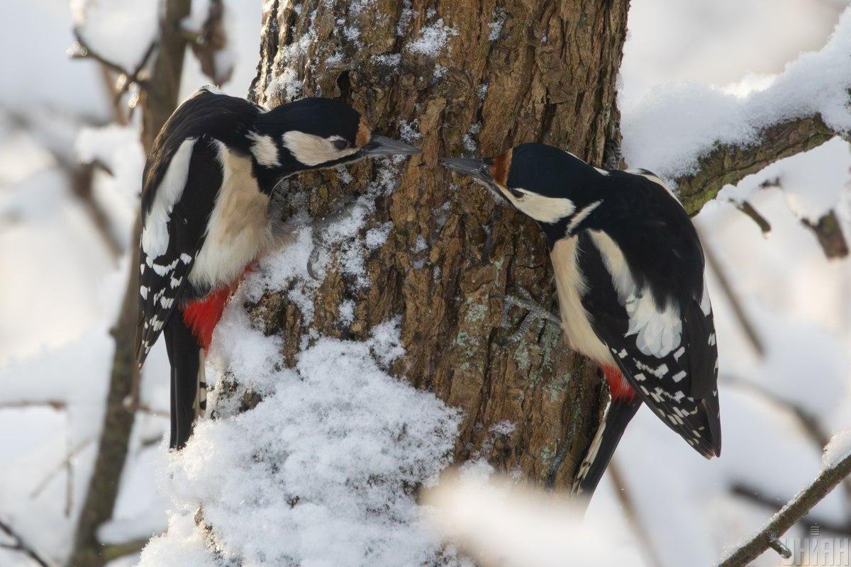 Просте спостереження за птахами може уповільнити старіння мозку, - вчені Просте спостереження за птахами може уповільнити старіння мозку, - вчені