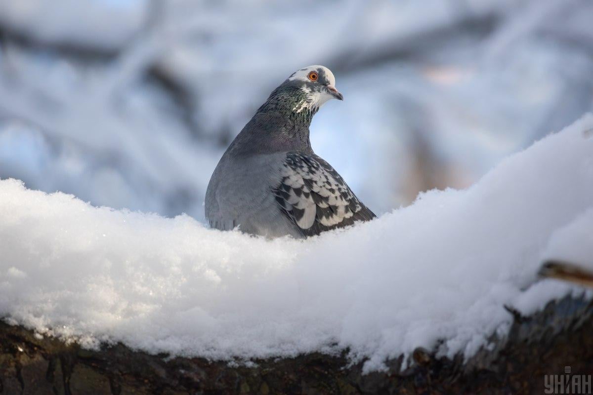 В Украину возвращается теплая европейская зима: синоптик назвала точную дату В Украину возвращается теплая европейская зима: синоптик назвала точную дату