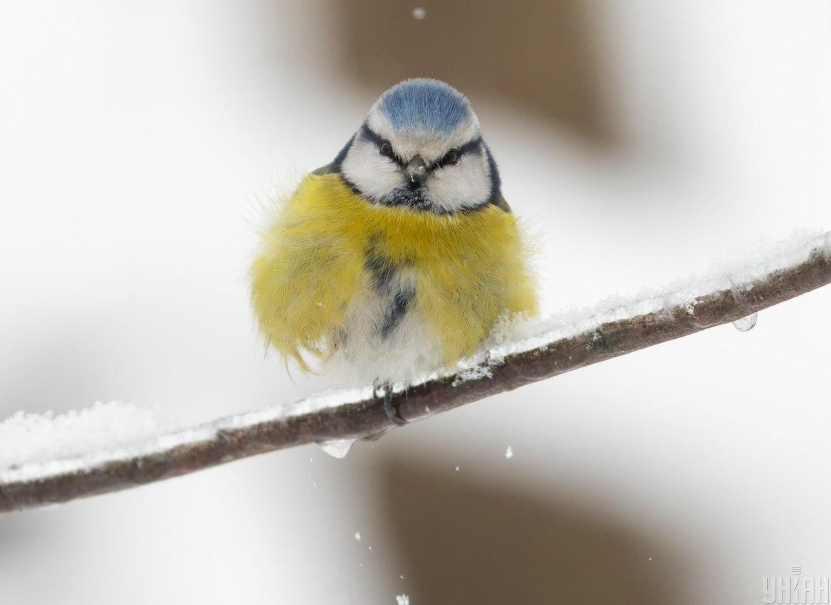 Метеорологиня повідомила, чи варто чекати на швидке потепління в Україні