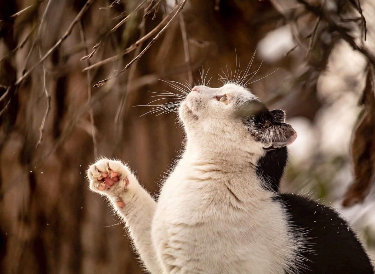 Перші весняні сигнали: синоптик заговорив про зміну погоди в Україні Перші весняні сигнали: синоптик заговорив про зміну погоди в Україні