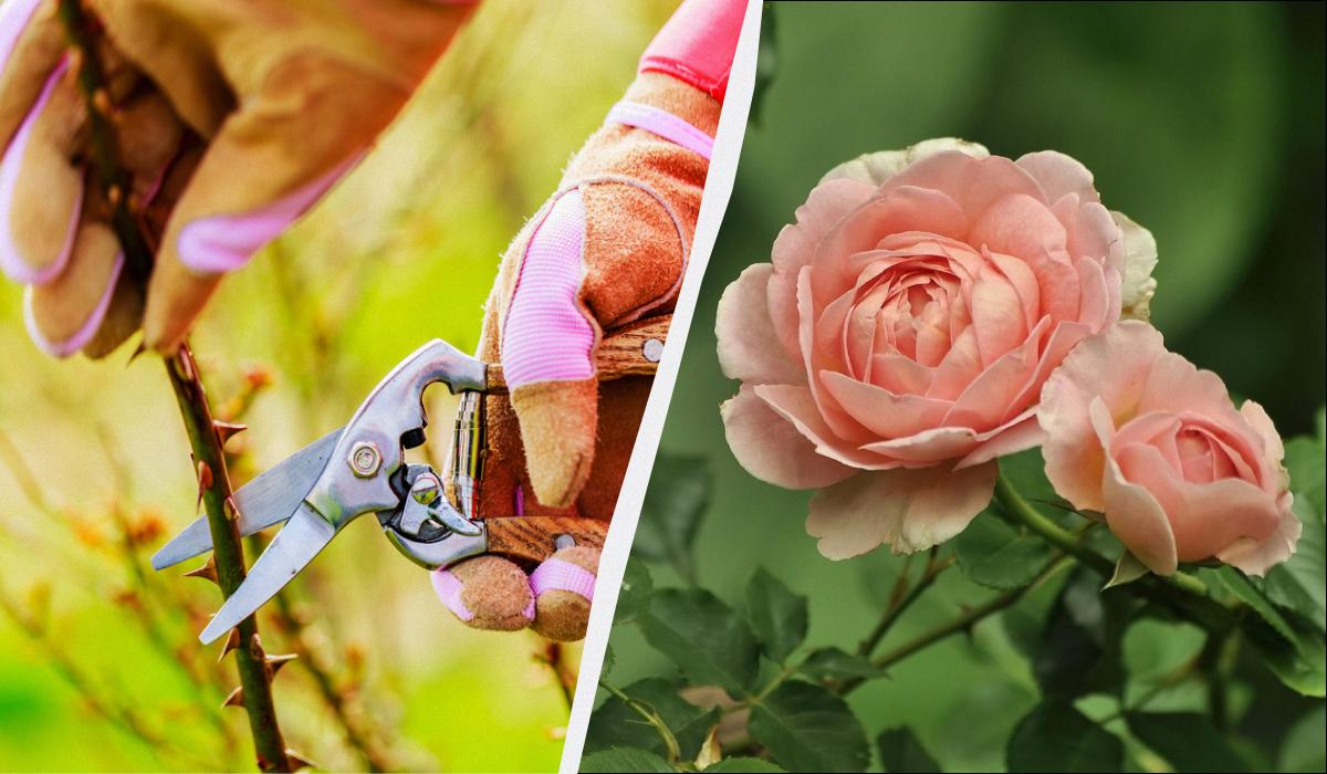 В якому місяці найкраще черенкувати троянди