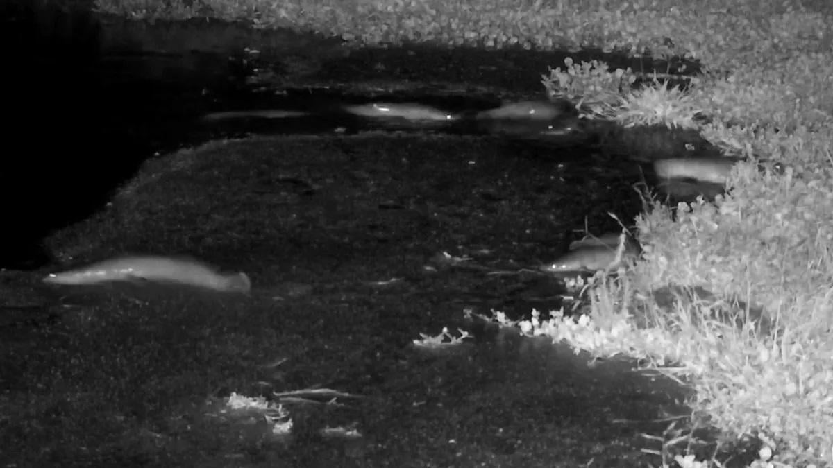 В Африці соми здійснили неспішну прогулянку по суші (відео)