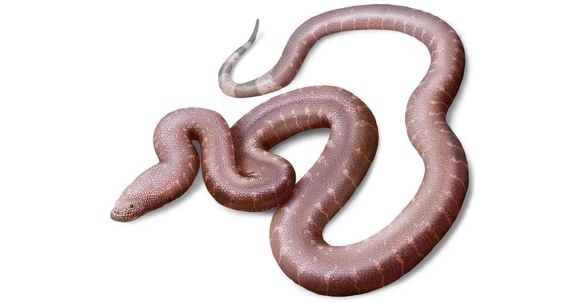 Как из другого мира: в ящике случайно нашли новую 'парадоксальную' змею Как из другого мира: в ящике случайно нашли новую 'парадоксальную' змею