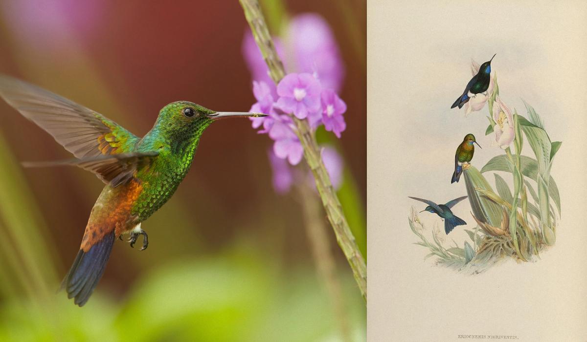 Последнее убежище крошечных птиц: экологи спешат восстановить древний лес Последнее убежище крошечных птиц: экологи спешат восстановить древний лес