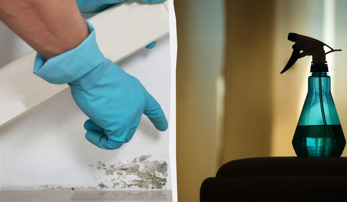 Цвіль більше не повернеться: доступний засіб врятує стіни від темних плям