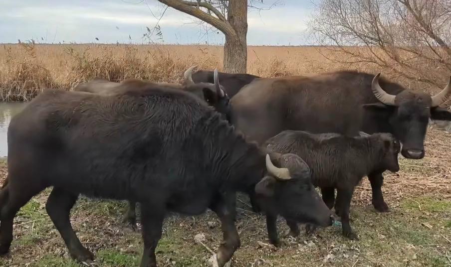 Зменшать ризик пожеж: на Одещині у дику природу випустили стадо водяних буйволів