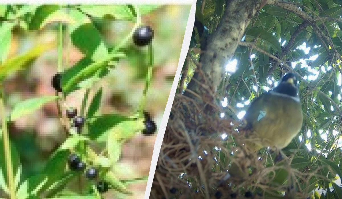 Деякі рослини навчилися вирощувати 'фейкові' ягоди: навіщо вони це роблять