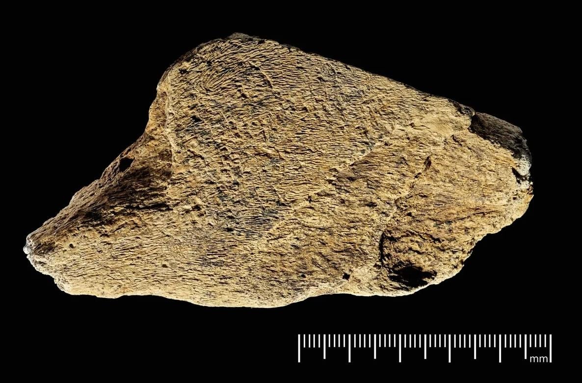 Ученые были поражены, когда откопали инструмент, которому 500 тысяч лет: чем он оказался