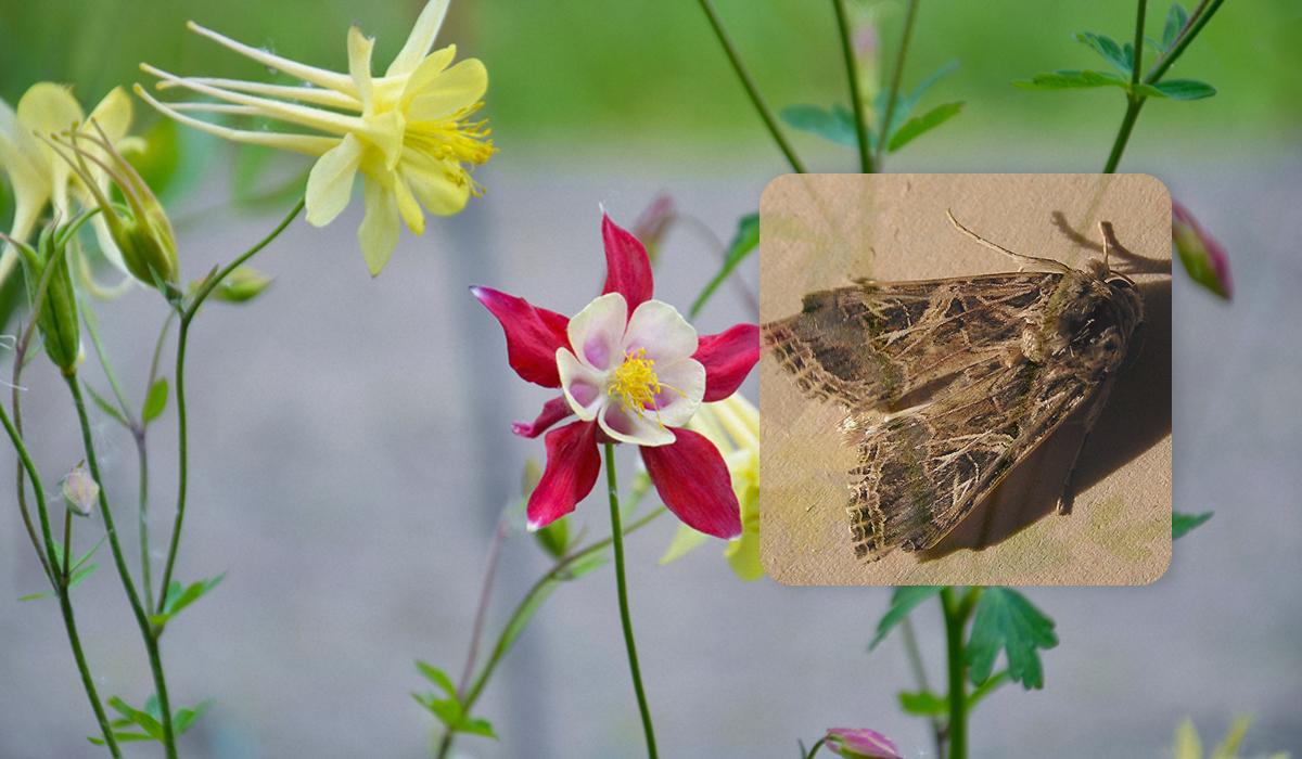 Як комахи слухають рослини і про що ті 'говорять': вчені довели, що такі сигнали існують