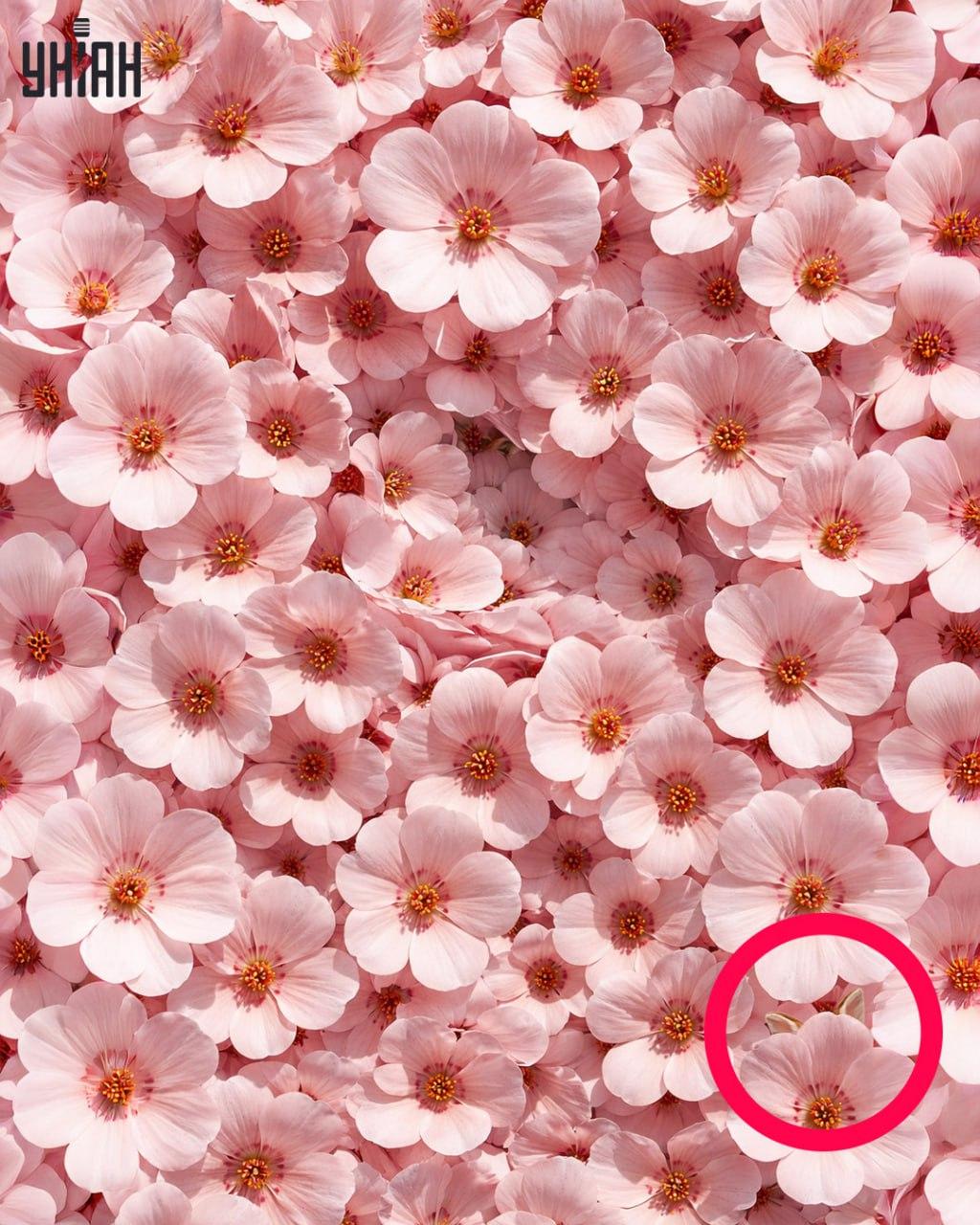 Только 1% людей могут найти кролика за 11 секунд: удивительно сложная оптическая иллюзия