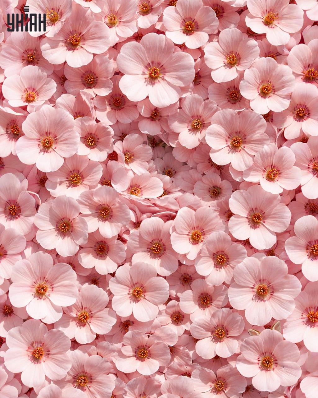 Только 1% людей могут найти кролика за 11 секунд: удивительно сложная оптическая иллюзия