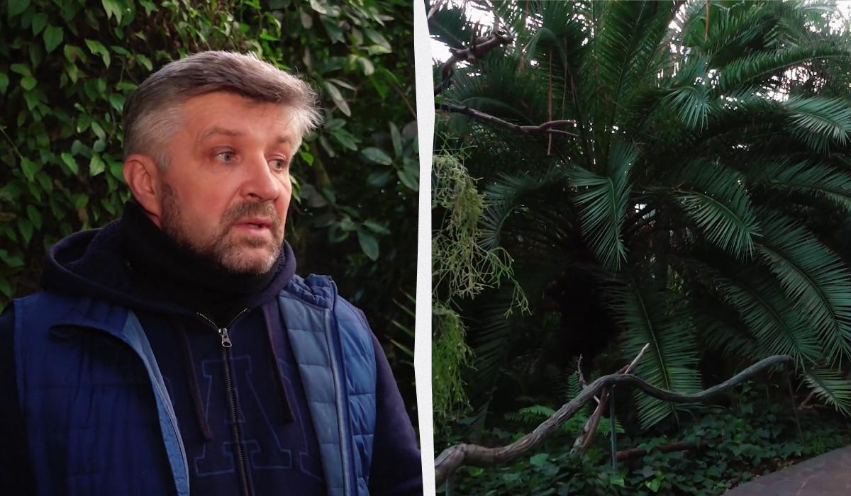 У київському ботсаду гине унікальна колекція рослин через відсутність опалення, - ЗМІ У київському ботсаду гине унікальна колекція рослин через відсутність опалення, - ЗМІ