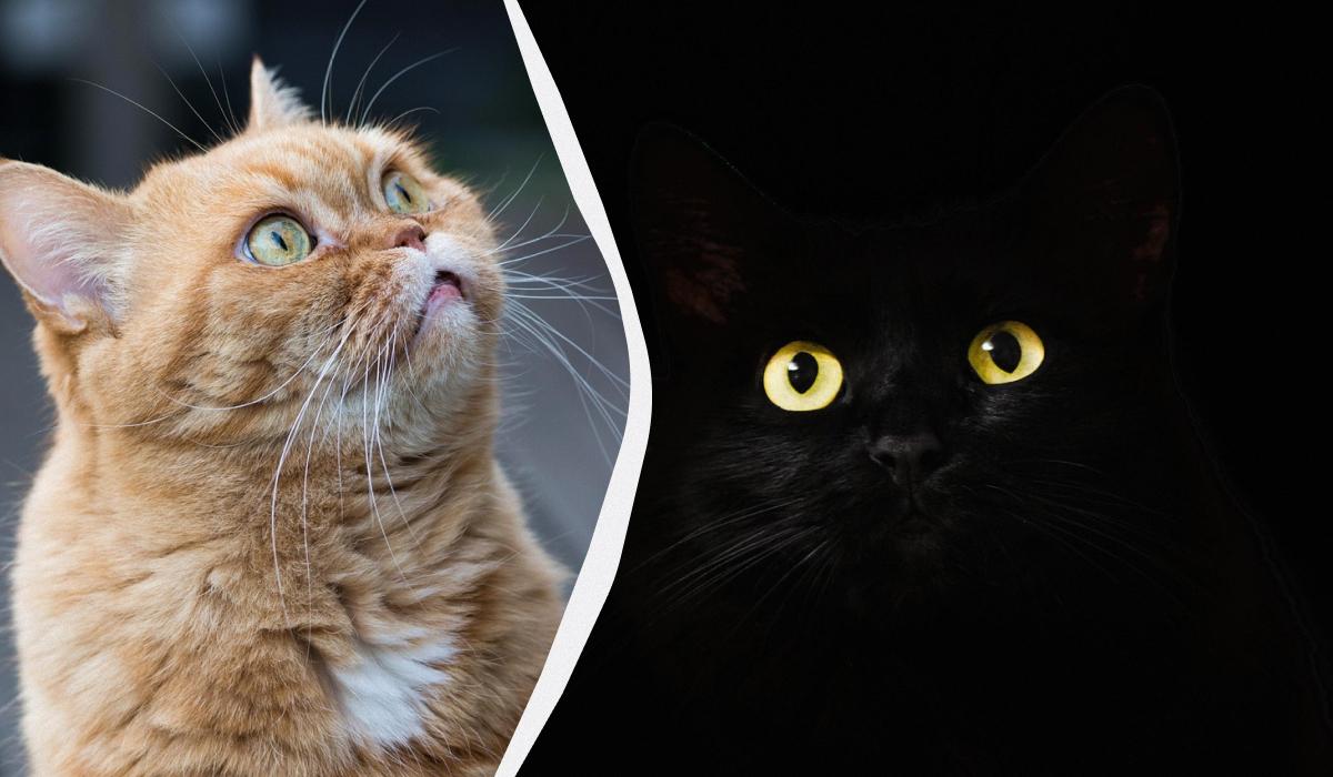 Почему кошки шипят в 'пустоту' и что они там видят: объяснение экспертов