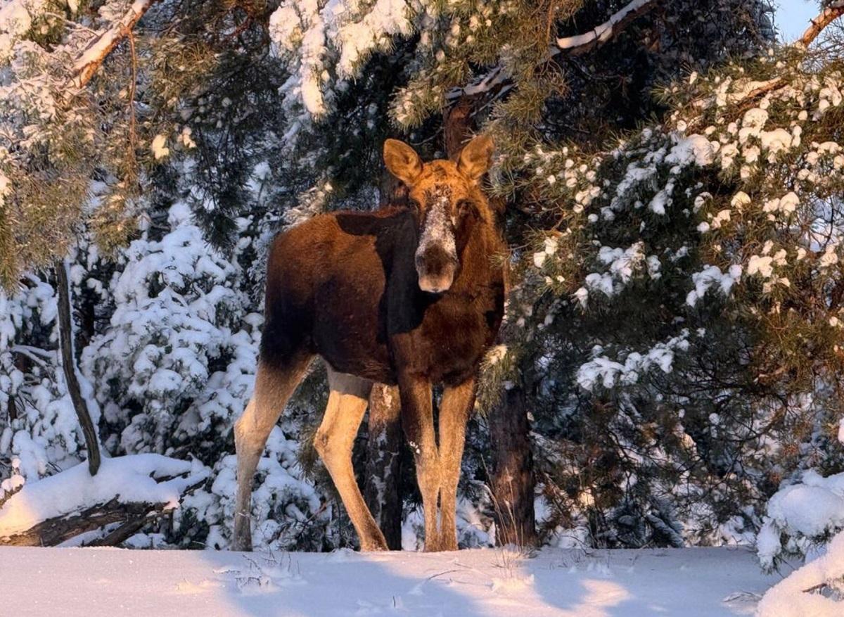Трапляються в неочікуваних місцях: в районі Чорнобиля зафіксували лося
