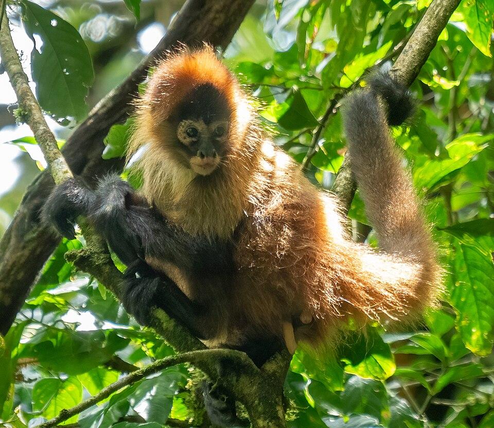 Павукоподібні мавпи діляться 'інсайдерською інформацією' для пошуку найкращої їжі Павукоподібні мавпи діляться 'інсайдерською інформацією' для пошуку найкращої їжі