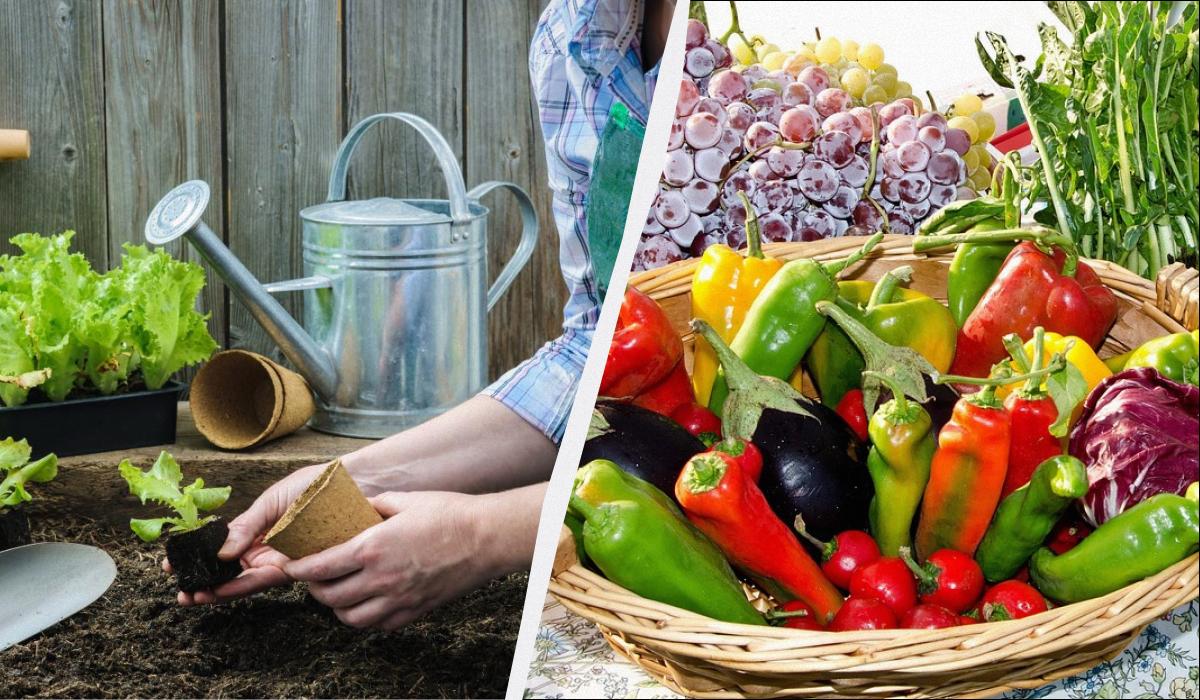 посівний календар