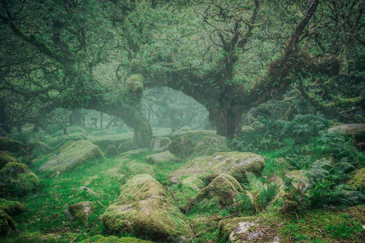 Ricostruzione di un antico bosco inglese che ha ispirato Tolkien al “bosco di Fangorn”