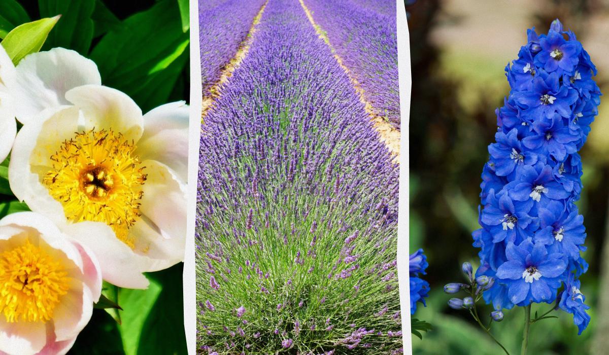 10 piante perenni da evitare di piantare insieme: perché non dovrebbero convivere nel giardino