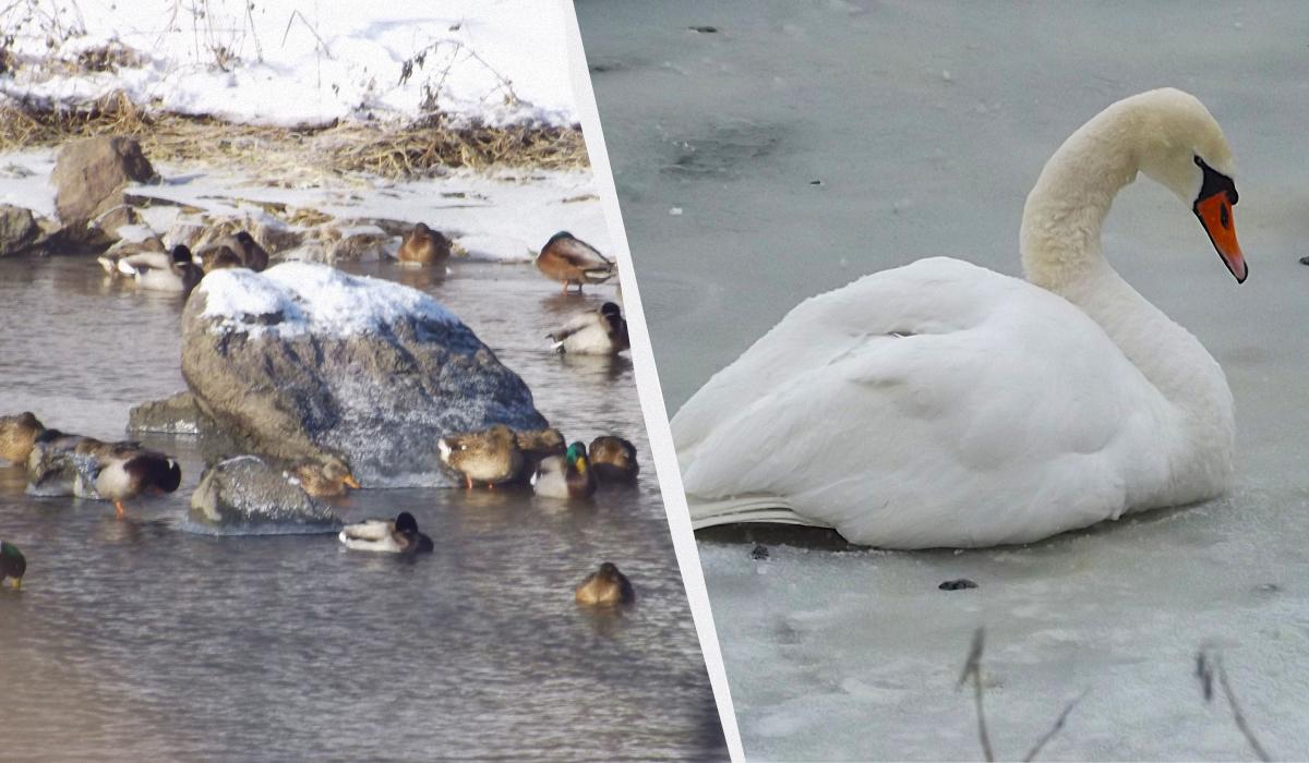 Come nutrire correttamente cigni e anatre selvatiche in inverno: cibi consigliati e precauzioni