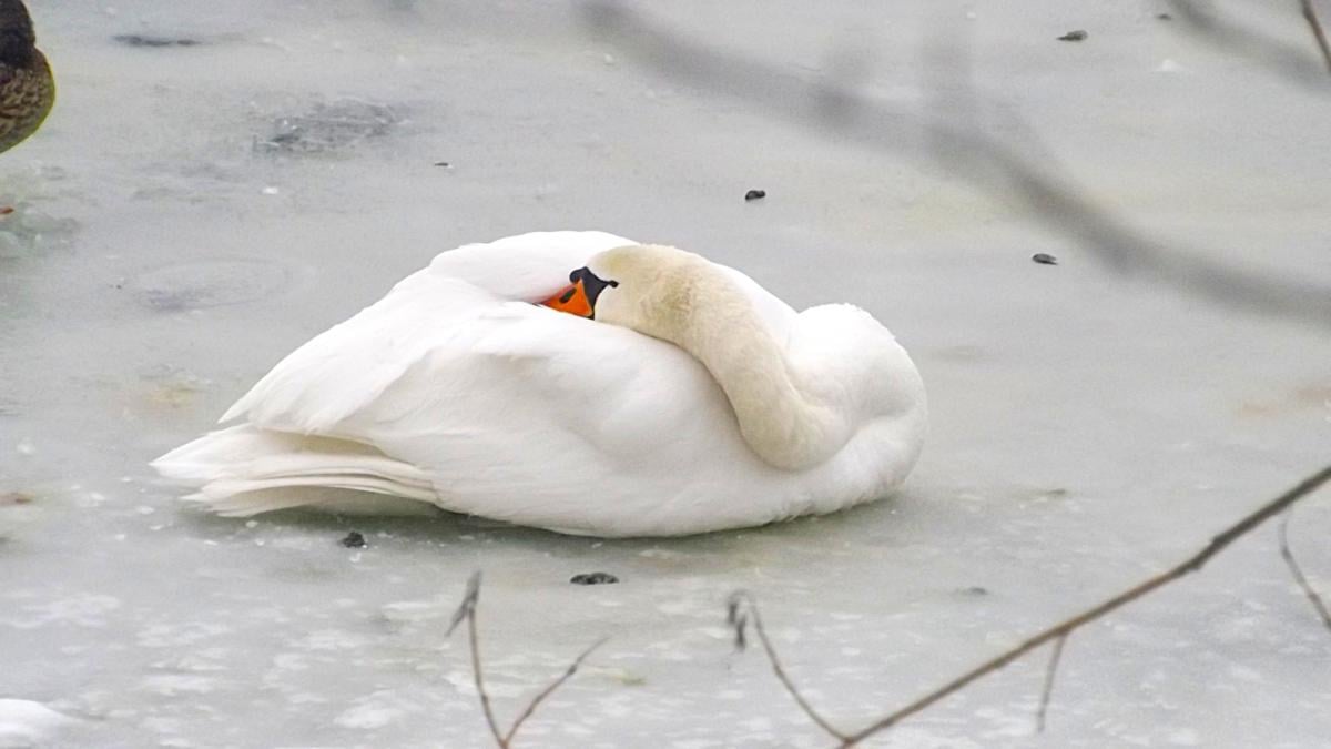чем кормить диких уток зимой