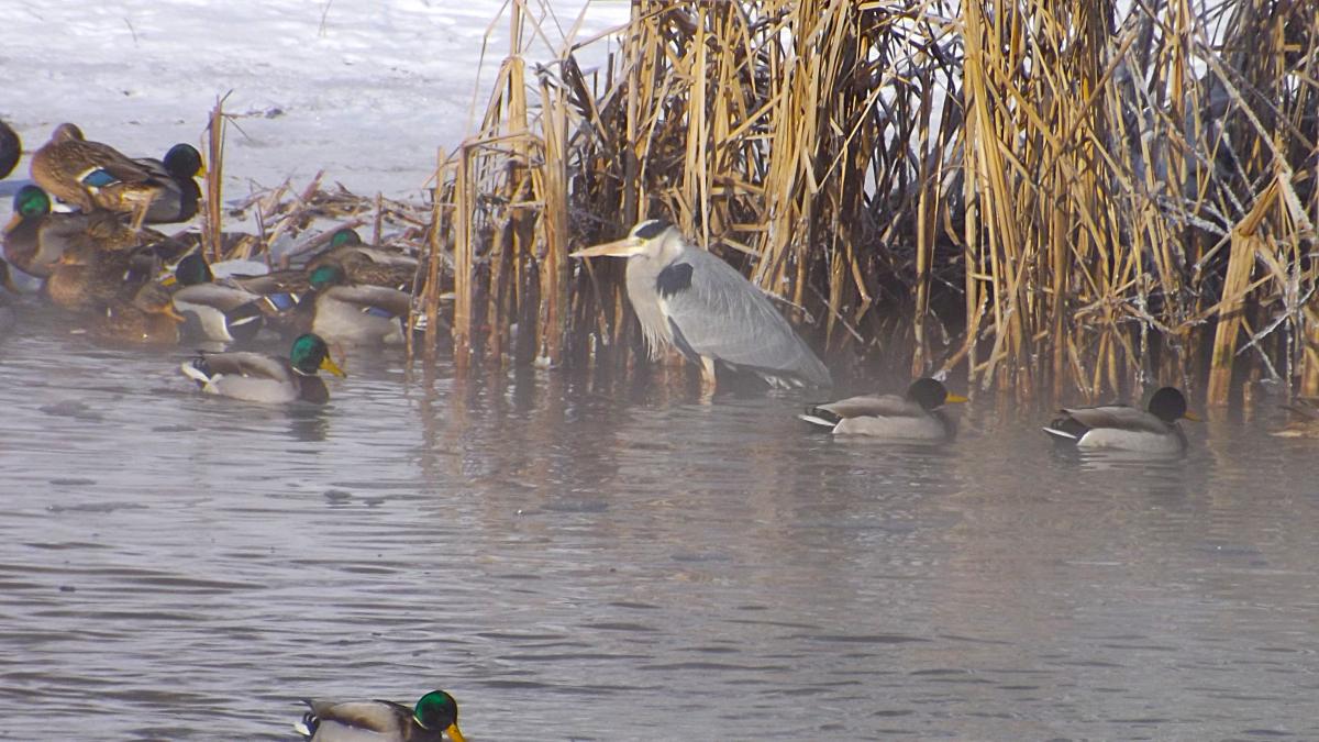 чем кормить диких уток