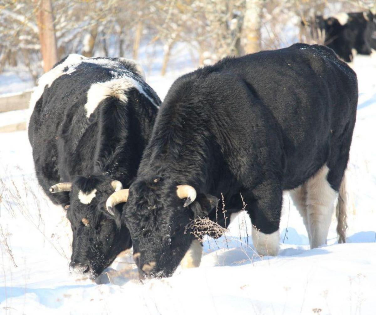 Возле Чернобыля заметили стадо одичавших коров (фото)