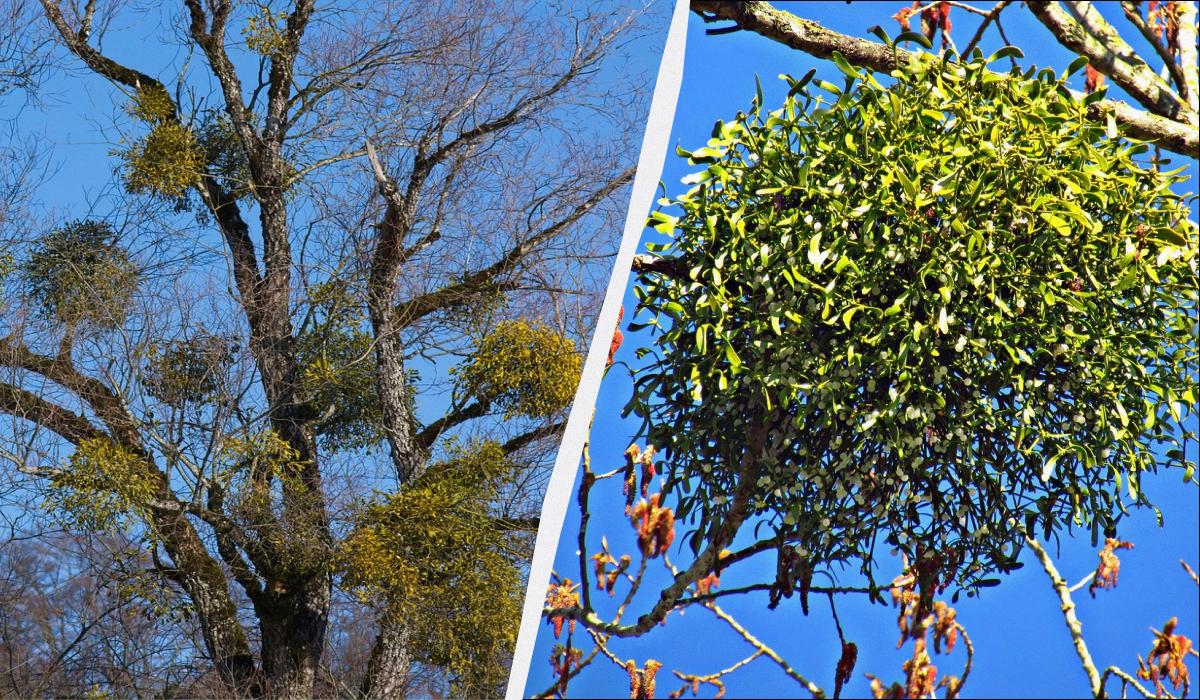 Pallini verdi invernali sugli alberi: osservazioni e possibili cause