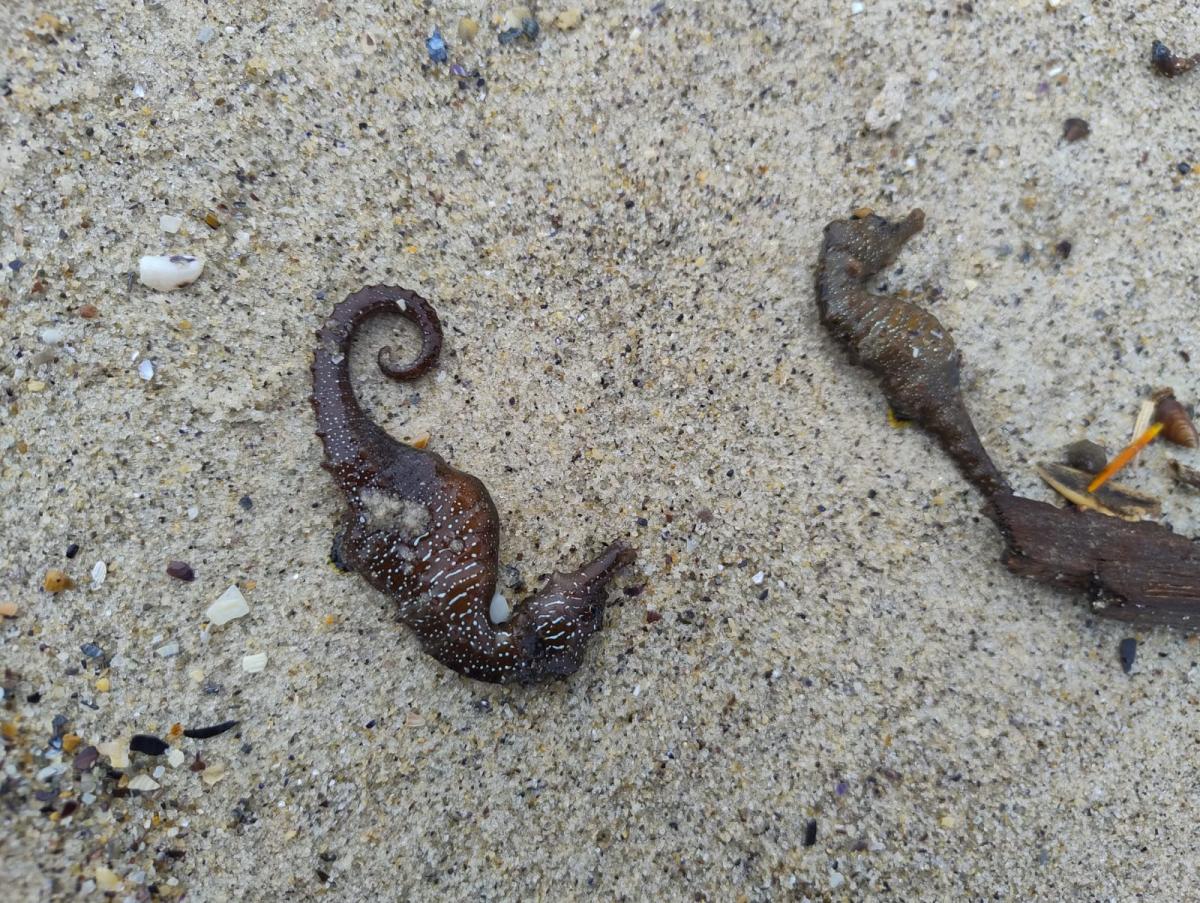 Cavalli marini morti sulle spiagge di Odessa: esperti analizzano l’acqua per scoprire le cause