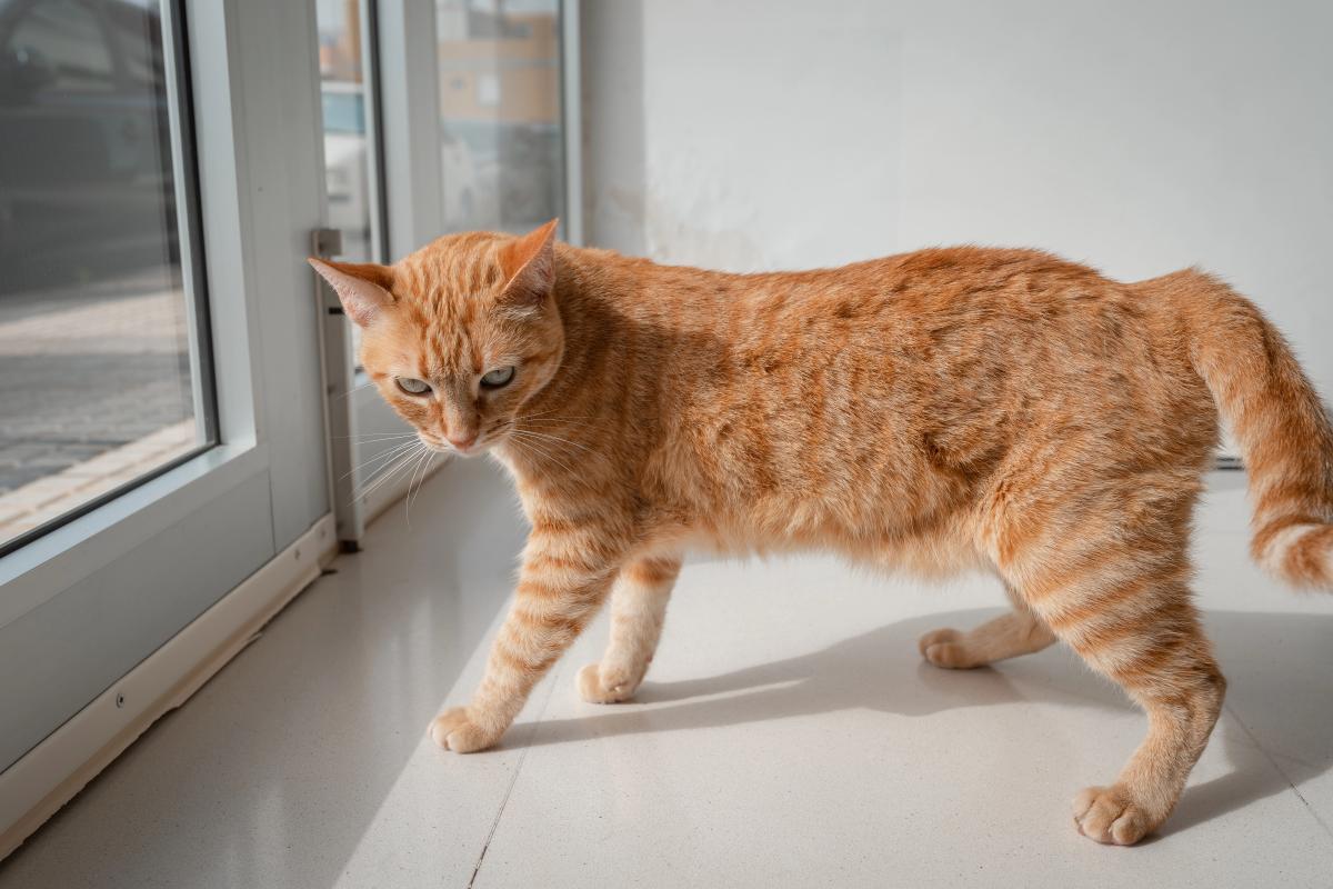 почему у кота мешочек на животе