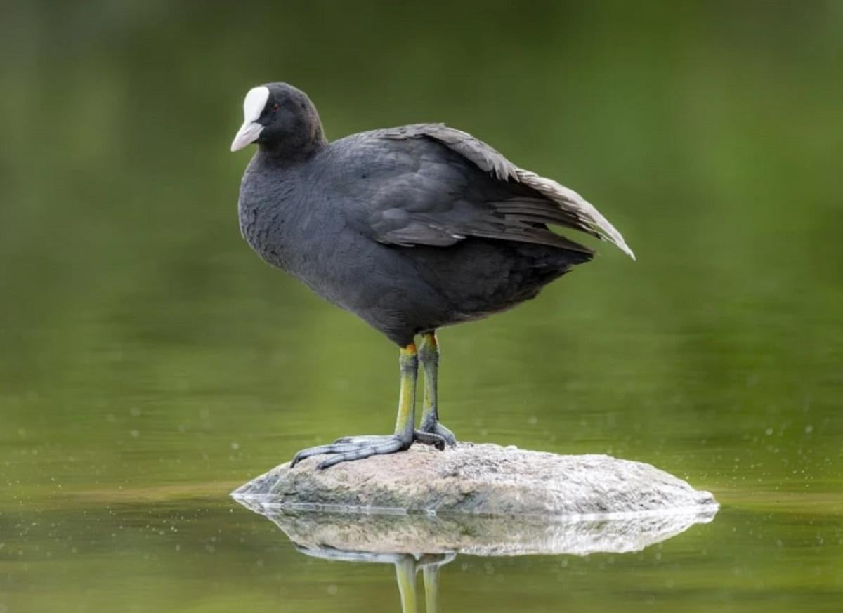 Издает звук, похожий на откупоривание шампанского: в Одесской области поймали интересную птицу Издает звук, похожий на откупоривание шампанского: в Одесской области поймали интересную птицу