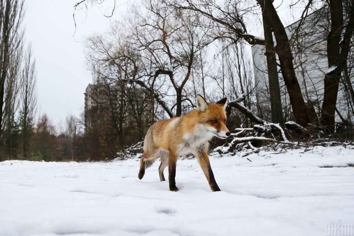 Скиглять та нявчать: фахівці розповіли, як проходить шлюбний період у лисиць біля Чорнобиля Скиглять та нявчать: фахівці розповіли, як проходить шлюбний період у лисиць біля Чорнобиля