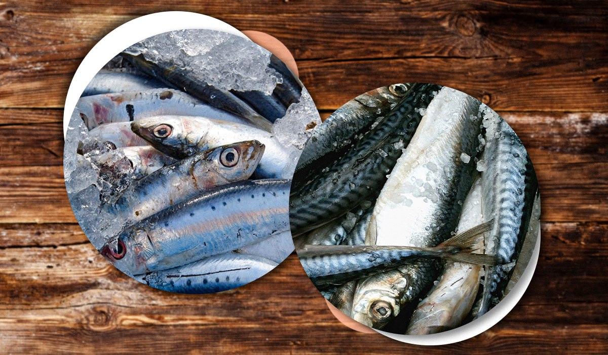 Откуда селедка и скумбрия в магазинах, и как определить их качество: ответ Госпродпотребслужбы