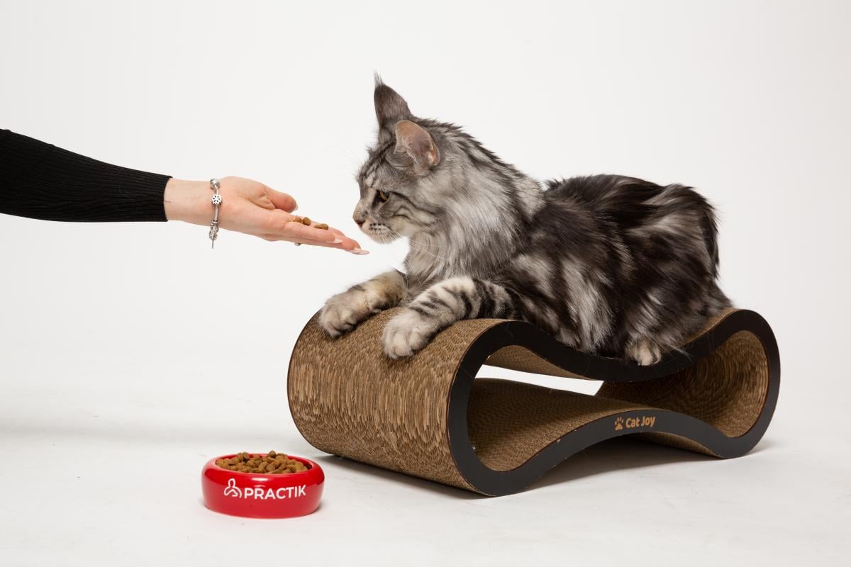 Український виробник корму для собак і котів: чому власники обирають бренд Practik Український виробник корму для собак і котів: чому власники обирають бренд Practik