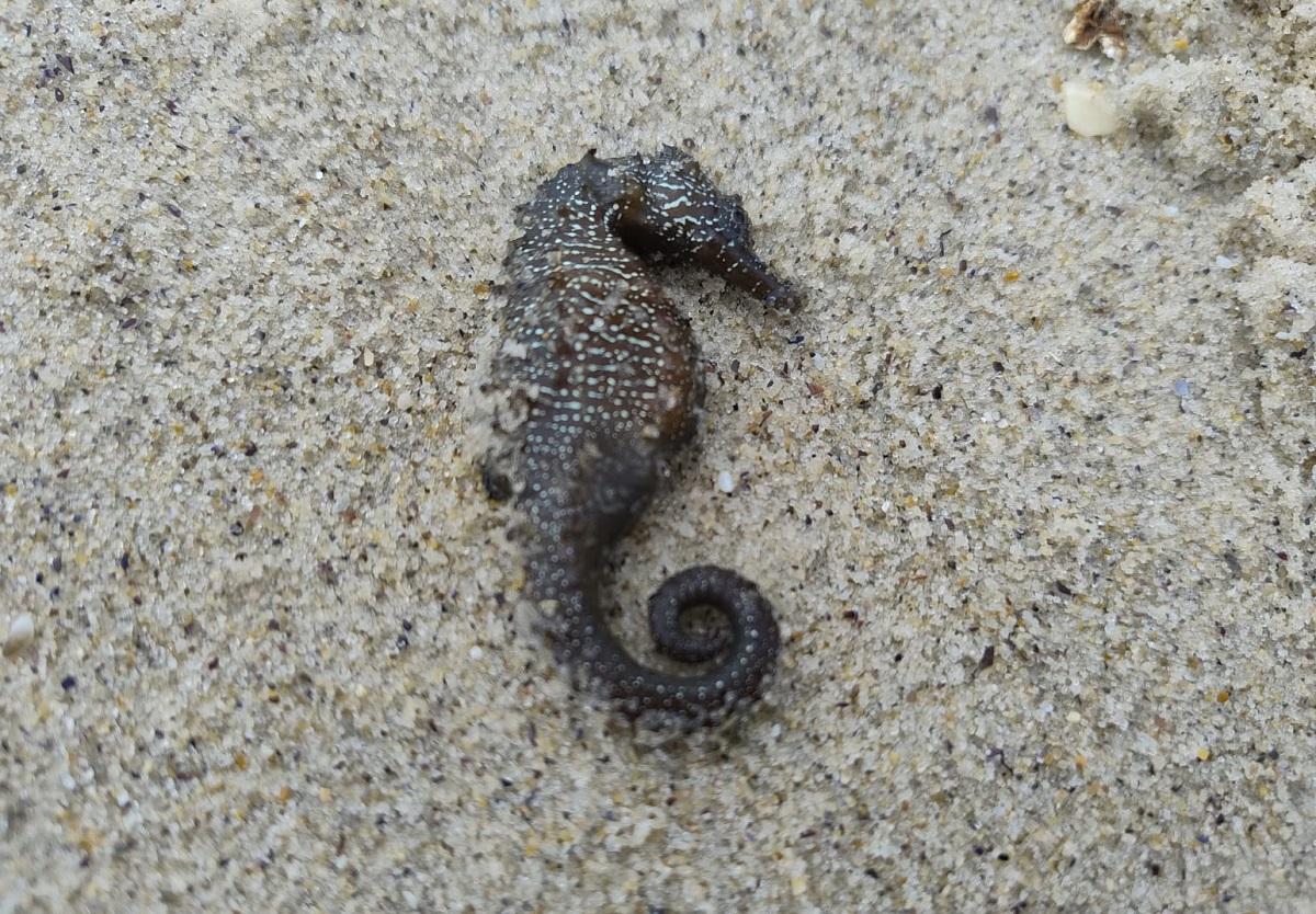 В Одесі масово гинуть морські коники: еколог назвав ймовірні причини