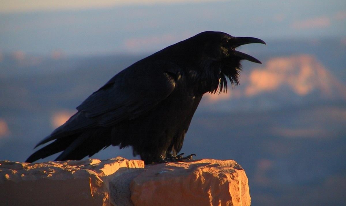 Умеют планировать будущее: биолог рассказал о птице с уникальным навыком Умеют планировать будущее: биолог рассказал о птице с уникальным навыком