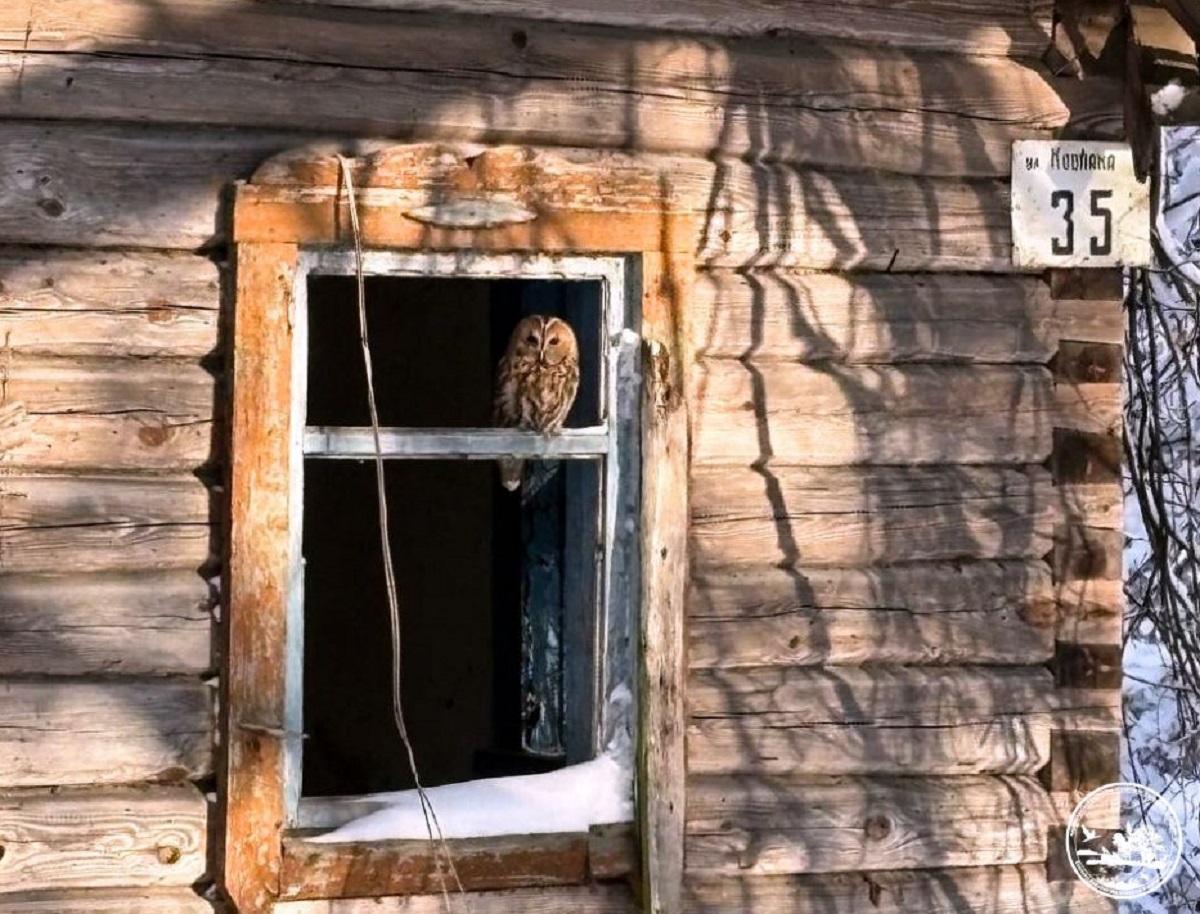 Вблизи Чернобыля заметили загадочную птицу, притаившуюся в заброшенном здании Вблизи Чернобыля заметили загадочную птицу, притаившуюся в заброшенном здании